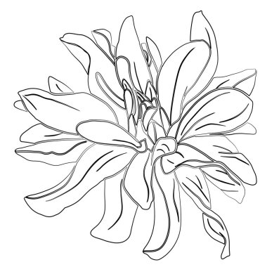 El çizimi Dahlia silueti