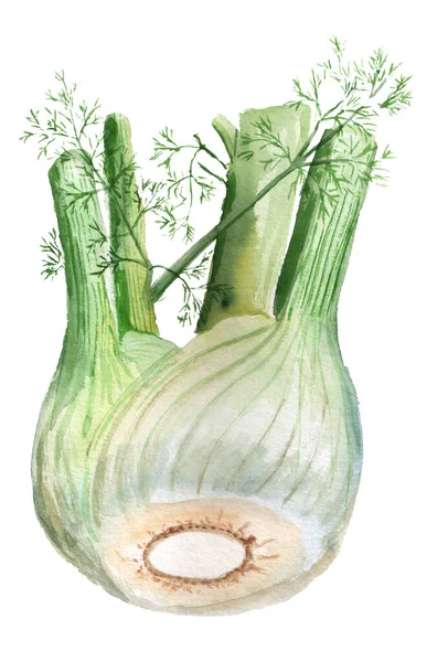 Watercolor fennel bulb — Stock Photo, Image