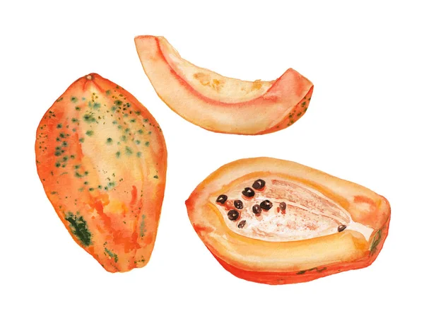 Akvarell sárga papaya — Stock Fotó