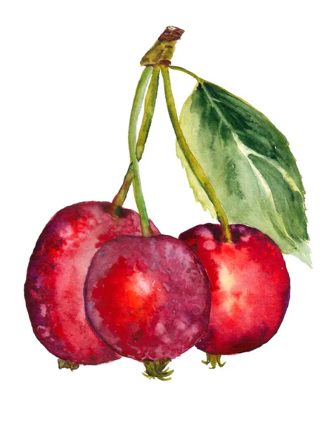Üç olgun meyve yaprağı yaban elması suluboya — Stok fotoğraf