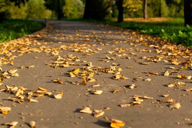 Düşmüş yapraklar yolda