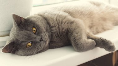 Bir İngiliz kedisi pencere eşiğinde yatıyor.