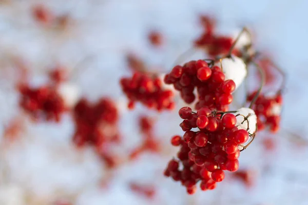 Kış mevsiminde bir viburnum dalı