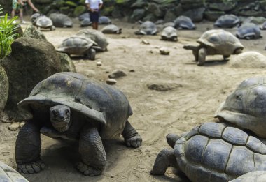 Seyşel Adaları üzerinde vahşi büyük kaplumbağaları