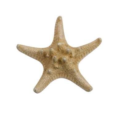 seastar hayvan Dalma