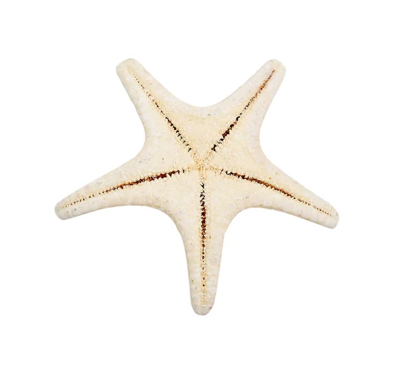 seastar hayvan Dalma