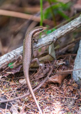 kuyruk cilt sürüngen