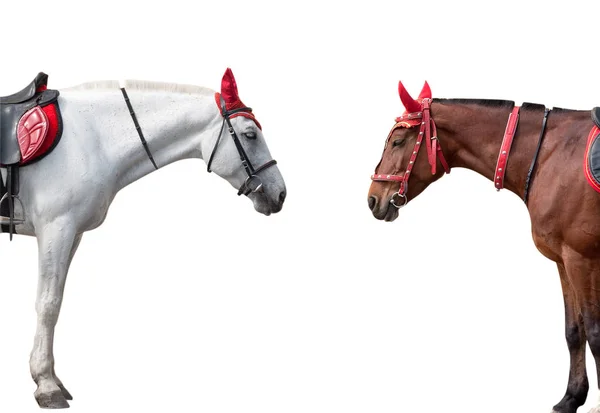 Kuda portrate terisolasi — Stok Foto