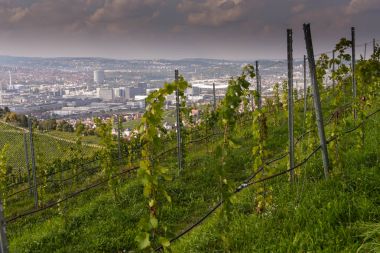 üzüm alan yaz Almanya seyahat