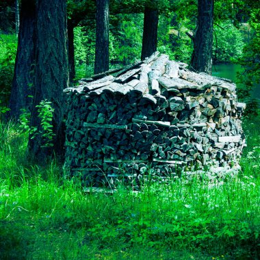 Güneşli bir günde ormanda istiflenmiş kuru ahşap malzeme.