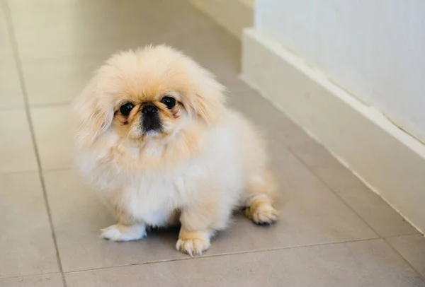 Porträtt Men Vit Pekingese Sittande Golvet — Stockfoto