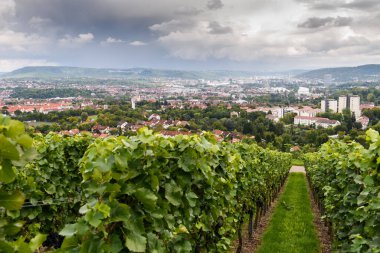 Yeşil kırmızı üzüm vadisi çiftliği. Yaz hasadı tarımı. Almanya.