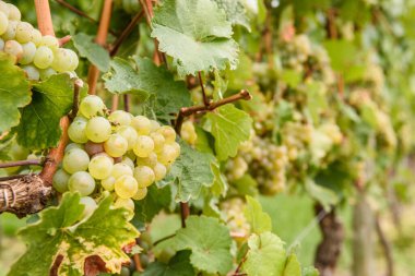 Yeşil kırmızı üzüm vadisi çiftliği. Yaz hasadı tarımı. Almanya.