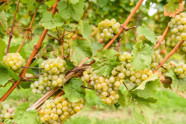 green red grape valley farm growing summer harvest agriculture stuttgart germany