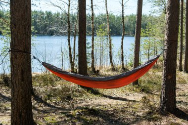 hamak ormanı ağaçların arasında güneşli bir gün