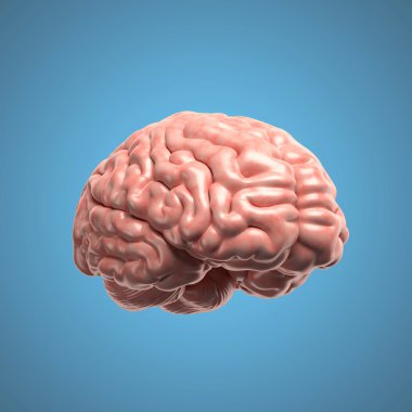 insan beyni illüstrasyon