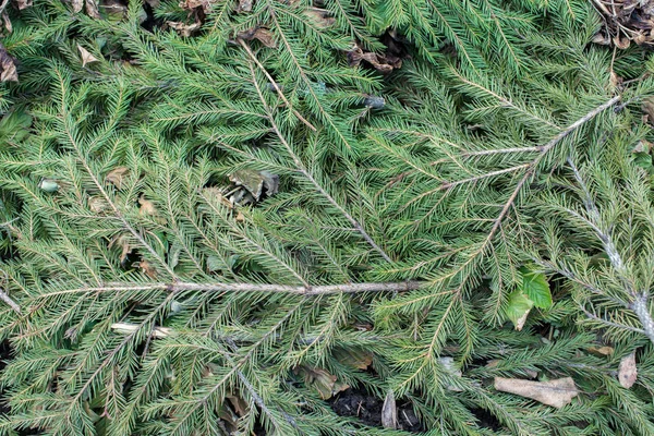 Jodła Zielona gałązka szczegółowe tło zbliżenie — Zdjęcie stockowe