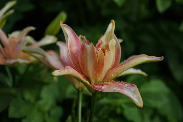 La flor es un lirio rosa-amarillo con gotitas de rocío en los pétalos . — Foto de Stock