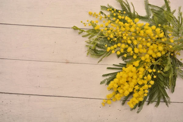 Mimosa Flor Amarela Para Mulher Dia Março Festa Jardim Maduro — Fotografia de Stock