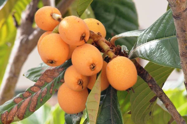 Yeşil ağaç tarım doğası üzerine taze lokuat meyvesi direği