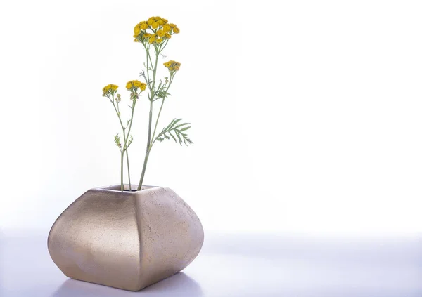 Gelbe Wiesenblume in der Vase — Stockfoto