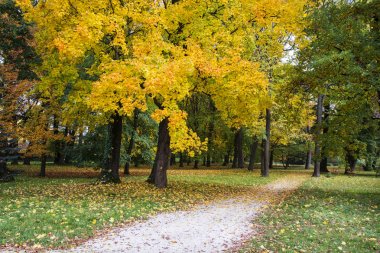 Sonbahar yaprakları yere ile parkta sarı ağaç