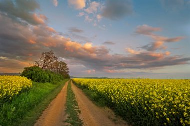 Dark dramatic landscape stormy sky over field