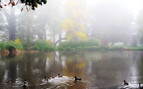 Bunte Pflanzen Sträucher Und Sträucher Herbst See Mit Docks — Stockfoto