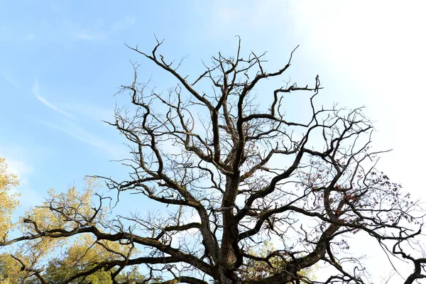 Sonbaharın Başlarında Çayırdaki Ölü Ağaç — Stok fotoğraf