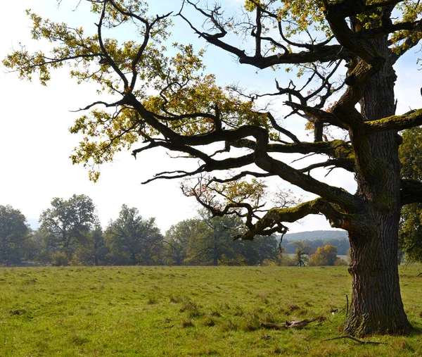 Arbre Mort Dans Prairie Début Automne — Photo