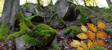 Ormandaki ağaçlar ve kayalar üzerindeki yeşil yosun.