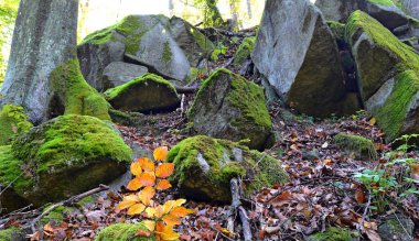 Ormandaki ağaçlar ve kayalar üzerindeki yeşil yosun.