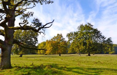 Sonbaharın başlarında çayırdaki ölü ağaç.