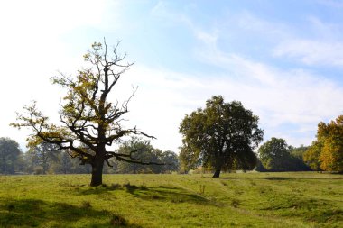 Sonbaharın başlarında çayırdaki ölü ağaç.
