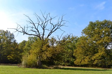 Sonbaharın başlarında çayırdaki ölü ağaç.
