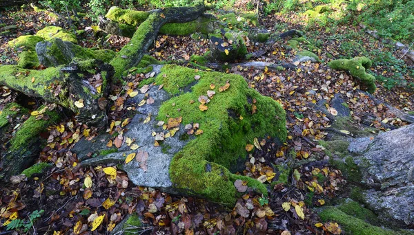 在岩石上的绿色苔藓和森林中的树木 — 图库照片