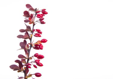 Yaprakları olan yeşil dal sonbaharda çayırdan koparır. Sonbahar sahnesi