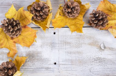 Beyaz ahşap arka planda çam kozalaklı sarı ya da kırmızı yapraklar