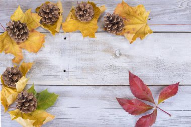 Beyaz ahşap arka planda çam kozalaklı sarı ya da kırmızı yapraklar