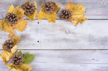 Beyaz ahşap arka planda çam kozalaklı sarı ya da kırmızı yapraklar