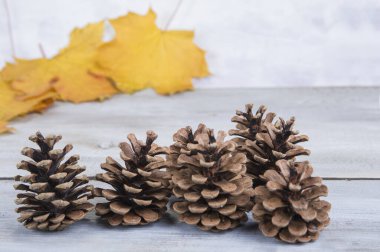 Beyaz ahşap arka planda çam kozalaklı sarı ya da kırmızı yapraklar