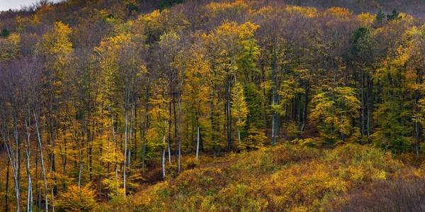 Forest Fall Red Yellow Colors Autumn Concept — Stock Photo, Image