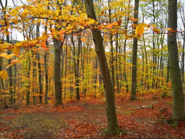 Ormanda sonbaharda canlı ağaçların renkleri
