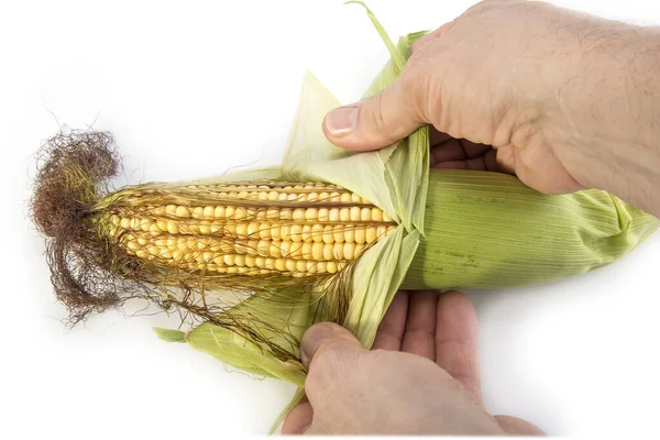 Свежая Вкусная Кукуруза Белом Фоне — стоковое фото
