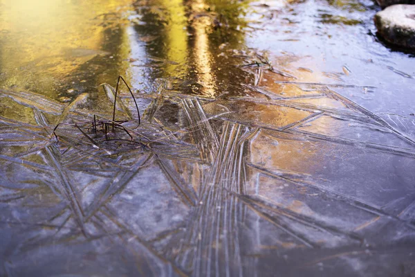 Frozen Plants Pond Winter — Stock Photo, Image