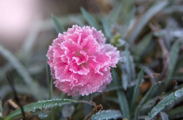 Frozen Carnations Flowers Garden November — Stock Photo, Image
