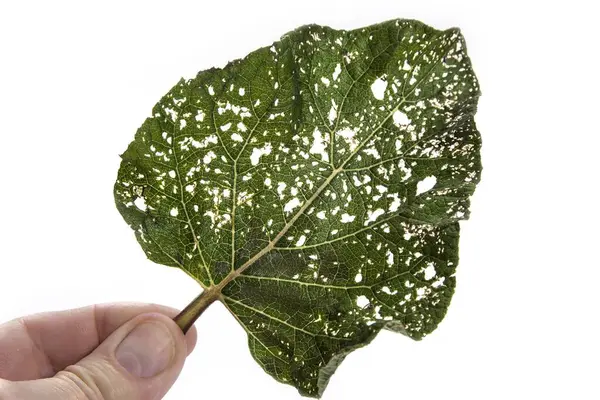 Hoja Con Agujeros Consumida Por Plagas Aisladas Sobre Fondo Blanco —  Fotos de Stock