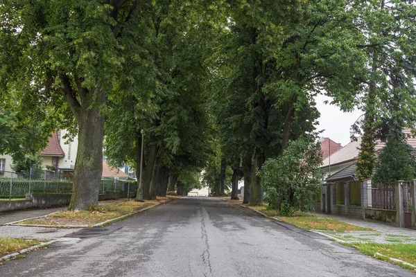 Yerleşim yerindeki büyük ağaçlar