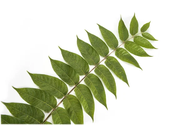 Стебель Листвы Зеленой Ветви Растения Выделенный Белом Фоне — стоковое фото