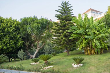 ağaç bahçe yeşil muz